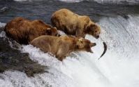 Бурый медведь Аляска