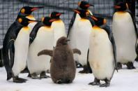 Эдинбургский зоопарк, Пингвины