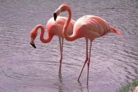 Хьюстонский зоопарк, Фламинго