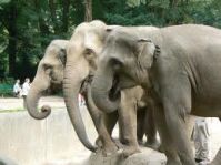 Зоопарк Индианаполиса, Слоны
