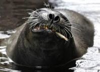 Аквариум Sealife, Тюлени